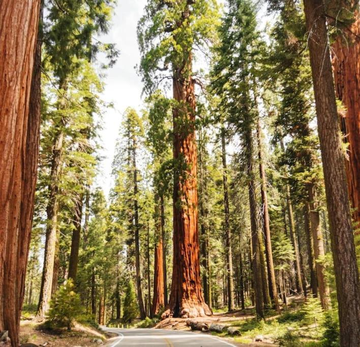 Sequoia Villa Visalia Esterno foto