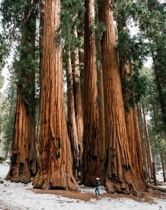 Sequoia Villa Visalia Esterno foto