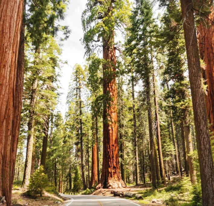 Sequoia Villa Visalia Esterno foto